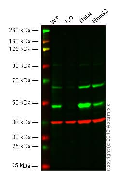 Fibroblast Marker (Vimentin, alpha smooth muscle Actin, Hsp47, S100A4) Antibody Panel - Human, Mouse(AB254015)