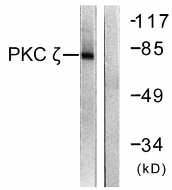 Anti-PKC zeta antibody(ab59364)