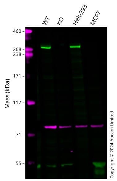 Anti-Calnexin antibody [CANX/1543](AB238078)