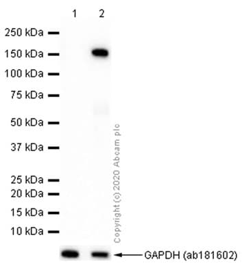 Anti-Desmoglein 1/DSG1 antibody [EPR6766(B)](AB124798)
