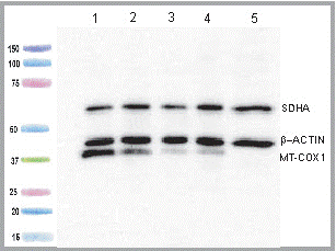 MitoBiogenesis™ Western Blot Cocktail(AB123545)