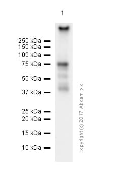 Syk Antibody Ep573y Ab40781  Western Blot Img10862