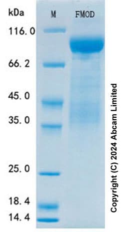 Ab322094  Sds Page Img436128