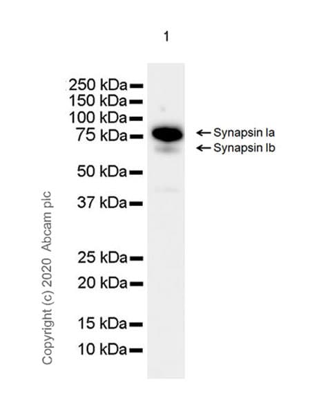 Anti-Synapsin I antibody [EPR23531-50] - Synaptic Marker(AB254349)
