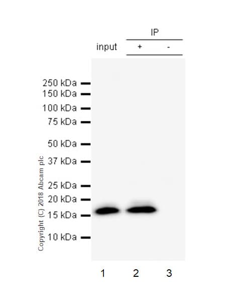 Natriuretic Peptides A Antibody Epr22089 283 Ab225844  Immunoprecipitation Img138694