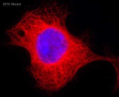 Anti-alpha Tubulin antibody [EP1332Y] - Microtubule Marker(AB52866)