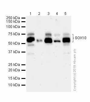 Anti-SOX10 antibody [EPR4007](AB155279)