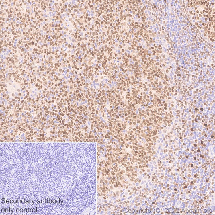 Anti-IRF8 antibody [EPR26382-10] - BSA and Azide free(AB306553)
