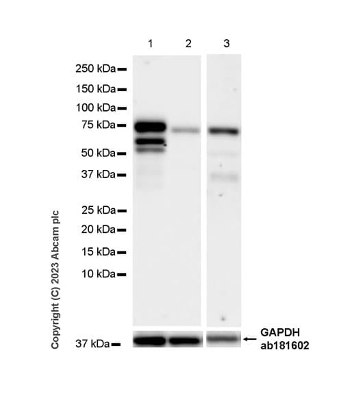 Anti-MTF2 antibody [EPR27196-167] - BSA and Azide free(AB314754)