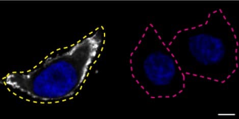 Anti-Moesin antibody [EPR2429(2)] - BSA and Azide free(AB249530)