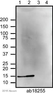 Anti-Histone H2A antibody - ChIP Grade(AB18255)