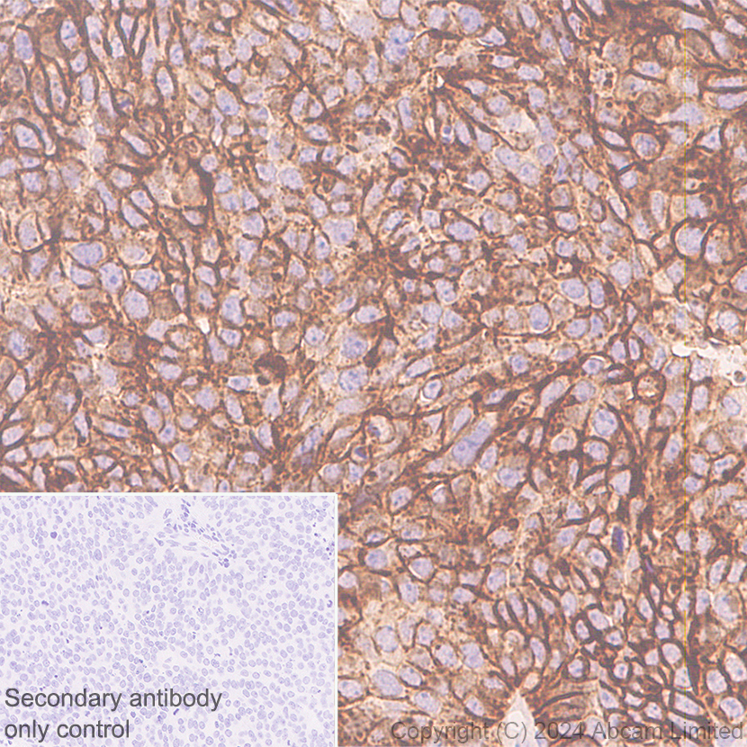 Anti-Claudin 3 antibody [EPR28731-2](ab317319)
