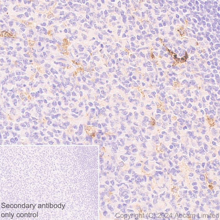 Ykl 40 Chi3l1 Antibody Rm1204 Bsa And Azide Free Ab319165  Immunohistochemistry Formalin Pfa Fixed Paraffin Embedded Sections Img434078