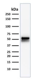Anti-ALDH1A1 antibody [ALDH1A1/1381] - BSA and Azide free(AB269761)