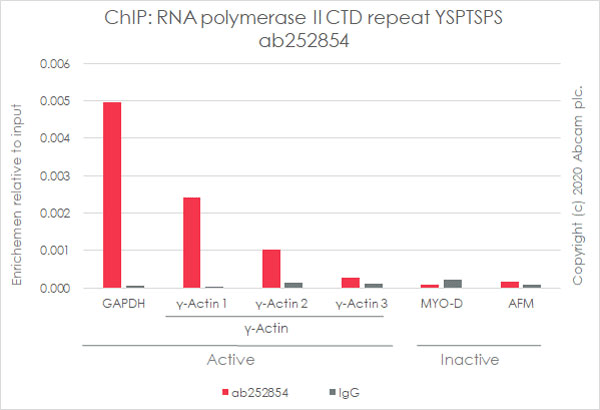 Anti-RNA polymerase II CTD repeat YSPTSPS antibody [1C7](ab252854)