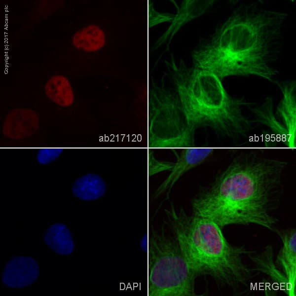Alexa Fluor® 594 Anti-HNF-4-alpha antibody [EPR16786] - N-terminal(AB217120)