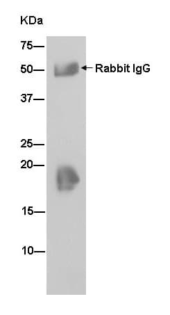 Vamp2 Antibody Epr12790 Bsa And Azide Free Ab214590  Immunoprecipitation Img98232