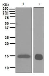H Fabp Antibody Epr6126 Bsa And Azide Free Ab248565  Western Blot Img57465