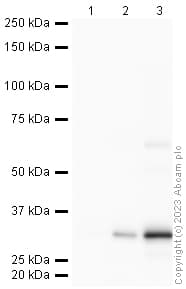 Anti-RFP antibody(AB62341)