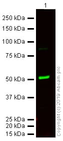 Anti-Tubulin antibody [YL1/2] - Loading Control(AB6160)