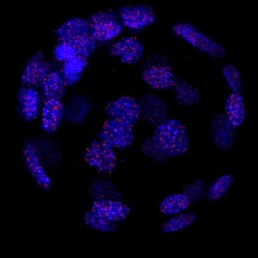Anti-TRF1 antibody [572C](AB192629)