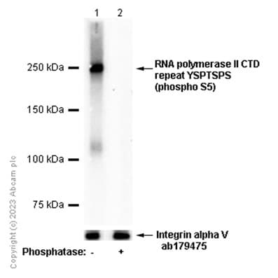 Anti-RNA polymerase II CTD repeat YSPTSPS (phospho S5) antibody [EP1510Y](AB76292)