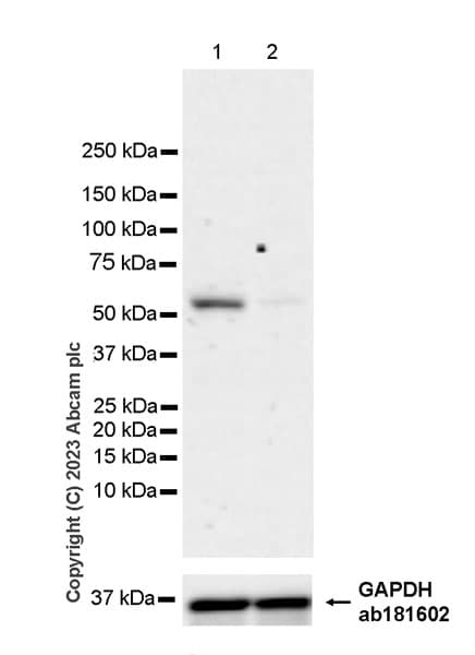 Anti-USP30 antibody [EPR27024-81](AB314749)