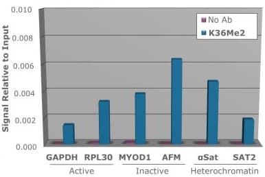 Histone H3 Di Methyl K36 Antibody Ab272158  Chip Img45303