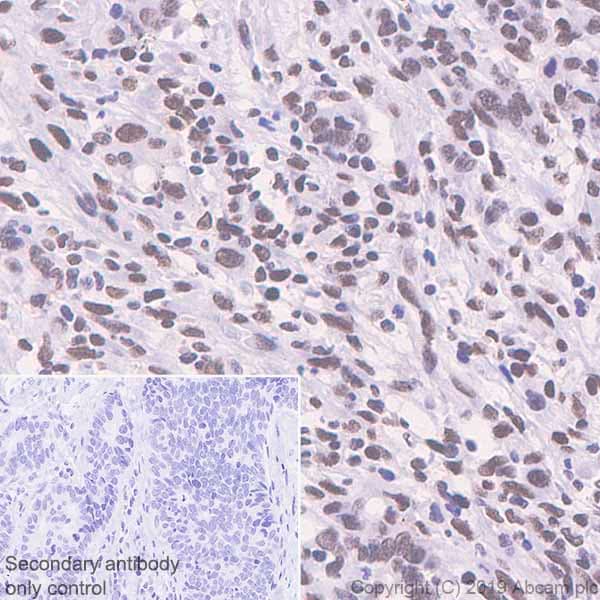 Anti-Bmi1 antibody [EPR22604-160] - ChIP Grade(ab254253)