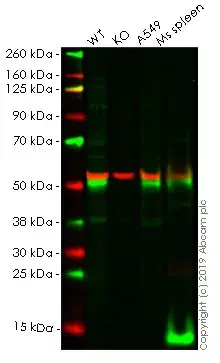Anti-TGF beta 1 antibody [EPR21143](AB215715)