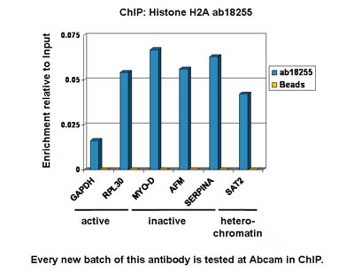 Anti-Histone H2A antibody - ChIP Grade(AB18255)
