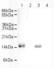 Anti-Histone H2A.Z antibody - ChIP Grade(ab4174)