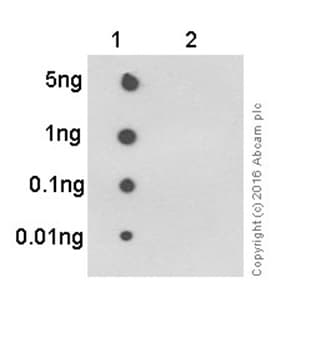 Pkc Delta Phospho Y311 Antibody Epr2609y Bsa And Azide Free Ab247449  Dot Blot Img18152