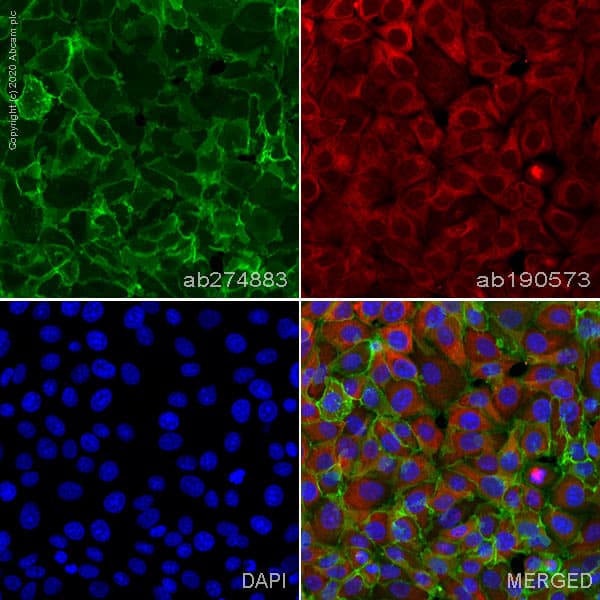 Alexa Fluor® 555 Anti-Sodium Potassium ATPase antibody [EP1845Y] - Plasma Membrane Loading Control(AB274883)