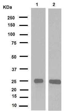 Anti-HMGB1 antibody [EPR3507](AB79823)
