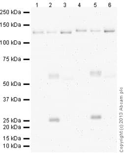 Anti-pan Cadherin antibody [mAbcam22744](AB22744)