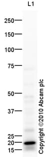 Goat Rabbit Igg H L Hrp Preadsorbed Ab97080  Western Blot Img93895