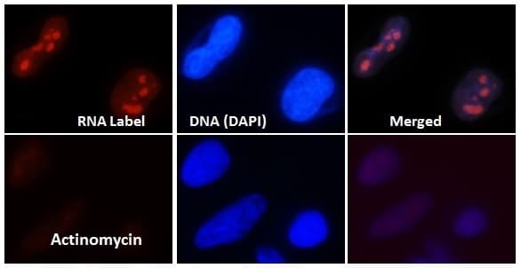RNA Synthesis Assay Kit(AB228561)