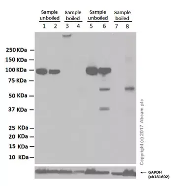 Anti-Sodium Potassium ATPase antibody [EP1845Y] - Plasma Membrane Loading Control(AB76020)