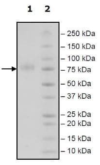 Recombinant Human CD276 protein (Tagged)(ab271420)