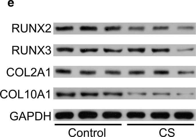 Anti-Collagen II antibody [EPR12268] - BSA and Azide free(ab239007)