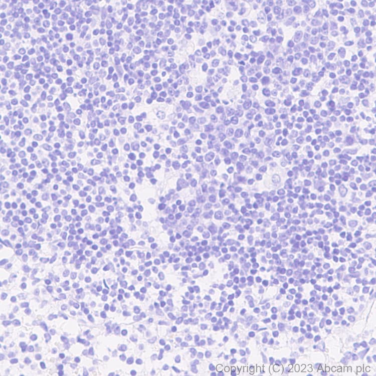 Anti-HA tag antibody [EPR22819-101](AB236632)