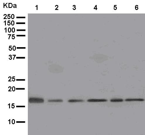 Mrpl20 Antibody Epr12592 Bsa And Azide Free Ab250315  Western Blot Img104717
