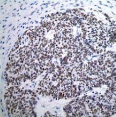 Anti-Wilms Tumor Protein antibody [CAN-R9(IHC)-56-2] - BSA and Azide free(AB216646)