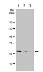 Tom1l2 Antibody Ab96320  Western Blot Img451570