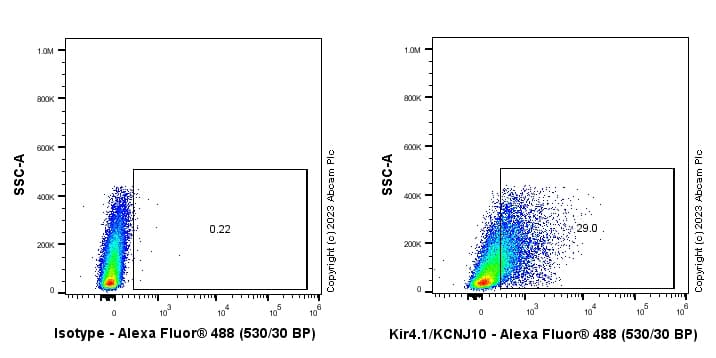 Anti-Kir4.1/KCNJ10 antibody [EPR27251-74](AB312844)