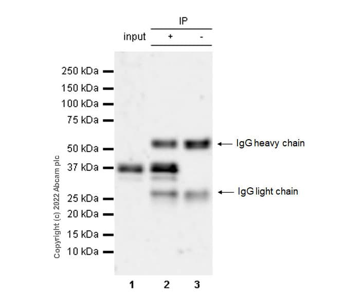 Anti-MEK3 (phospho S189) + MEK6 (phospho S207) antibody [EPR24759-32](AB289976)