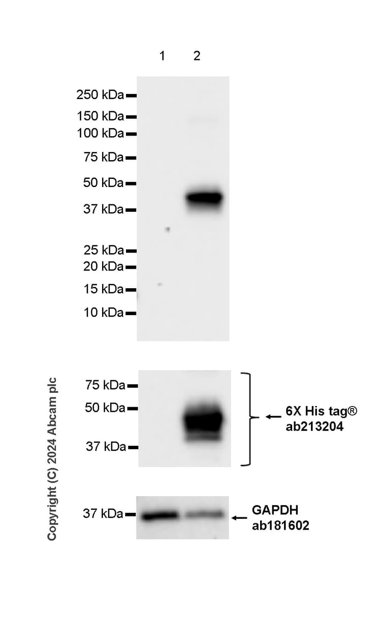 Anti-Pseudomonas Outer membrane porin F antibody [EPR28629-91](AB316973)