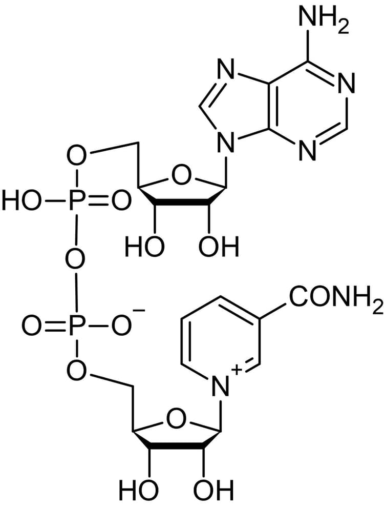 beta-Nicotinamide adenine dinucleotide (beta-NAD), P2Y11 agonist.(AB120403)