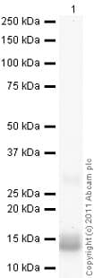 Ab92843  Western Blot Img154303